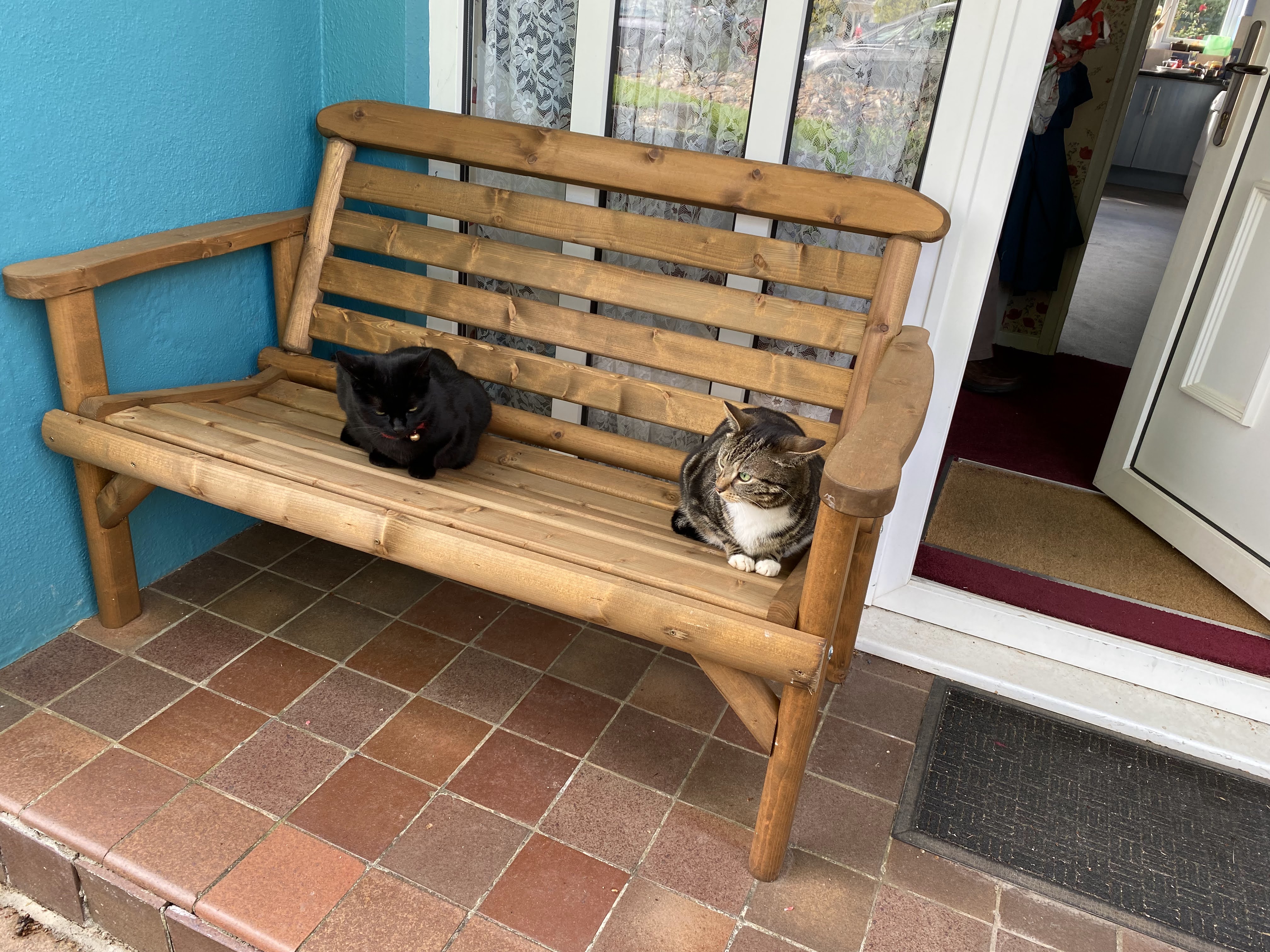 Cats sitting on a bench