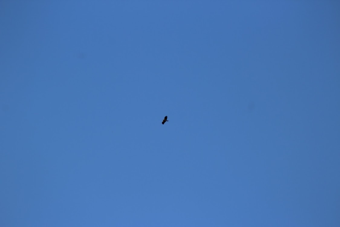 Booted Eagle