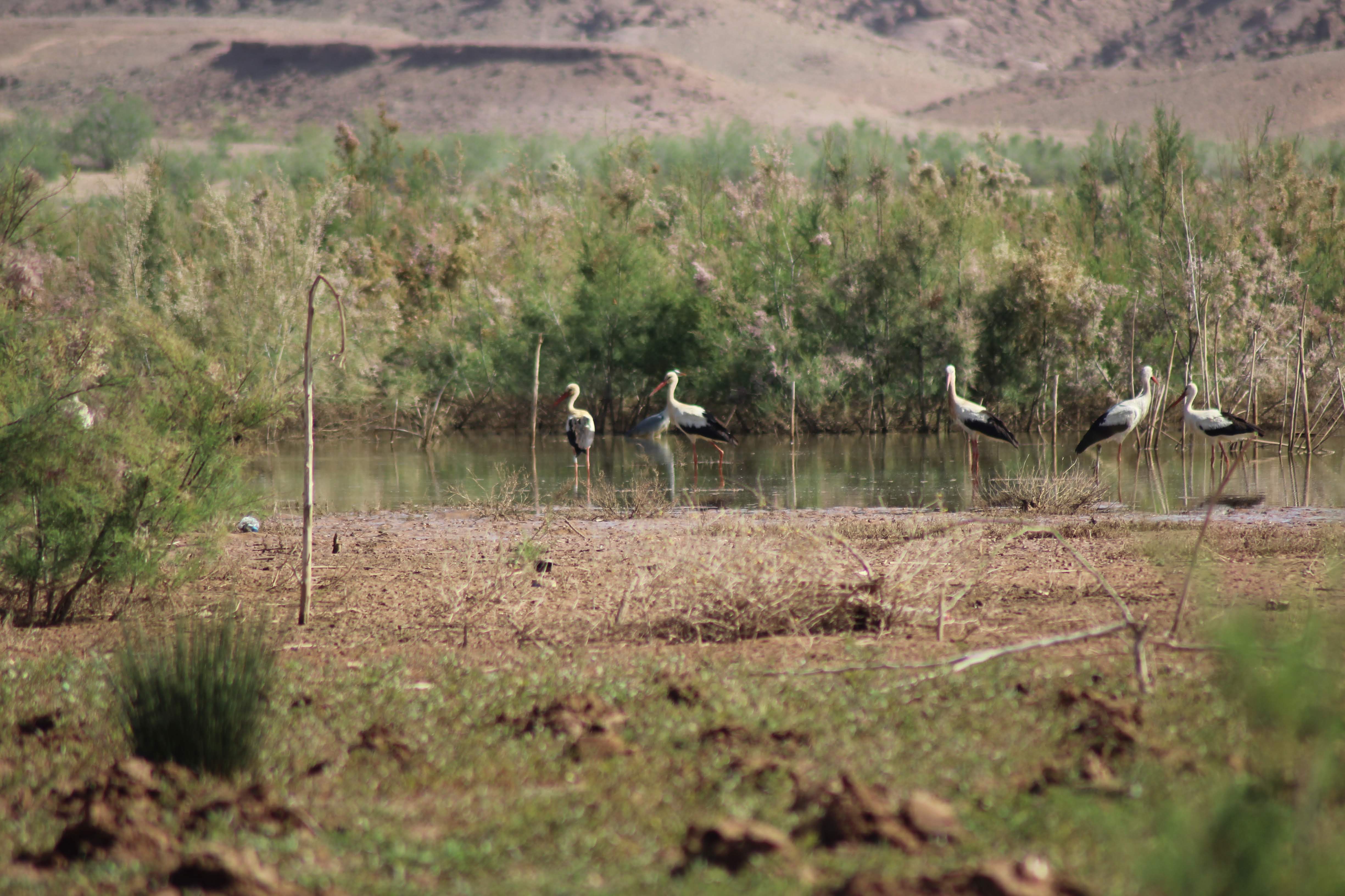 White Storks